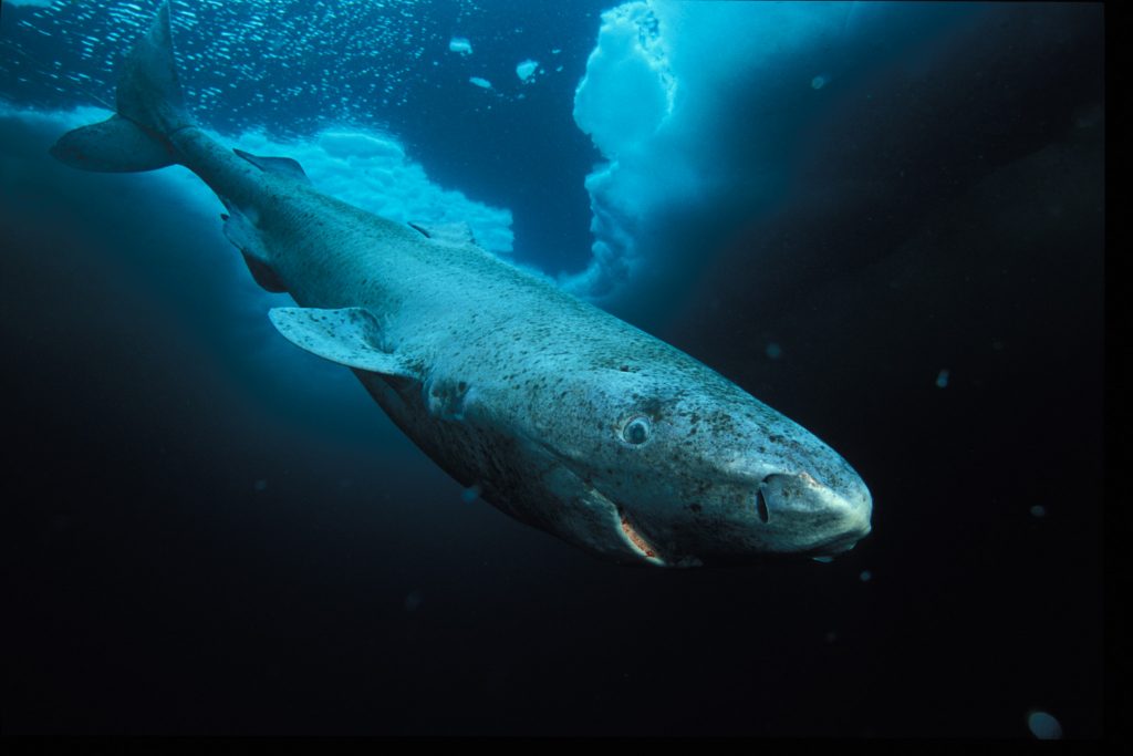 Tubarão da Gronelândia com 400 anos é o mais velho animal vertebrado do mundo