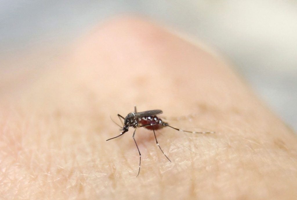 Tudo que precisa saber sobre o vírus Zika