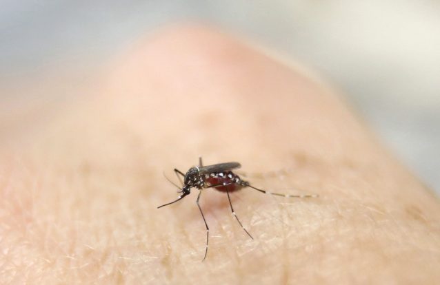 Tudo que precisa saber sobre o vírus Zika