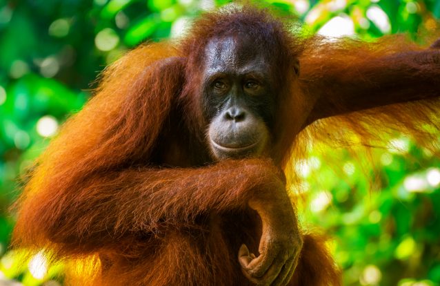 Turista russo detido em aeroporto de Bali ao tentar transportar orangotango na mala