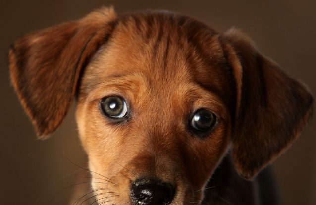 Um cão por dia, não sabe o bem que lhe fazia