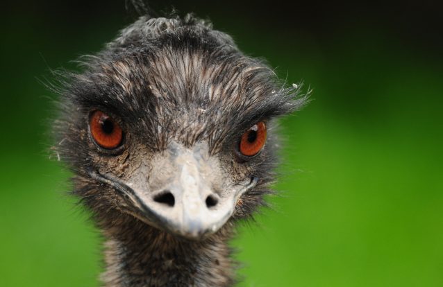 Uma das aves mais perigosas do mundo causa nova vítima