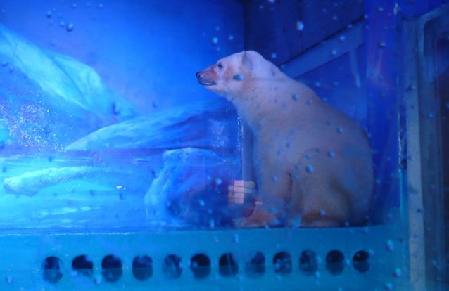 Urso polar "triste" em cativeiro para "selfies"