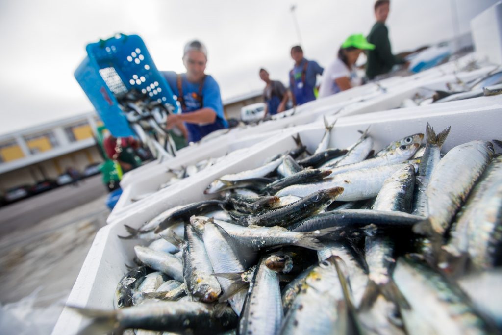 Vamos ter de dizer adeus à sardinha e ao bacalhau?