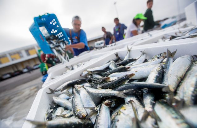 Vamos ter de dizer adeus à sardinha e ao bacalhau?