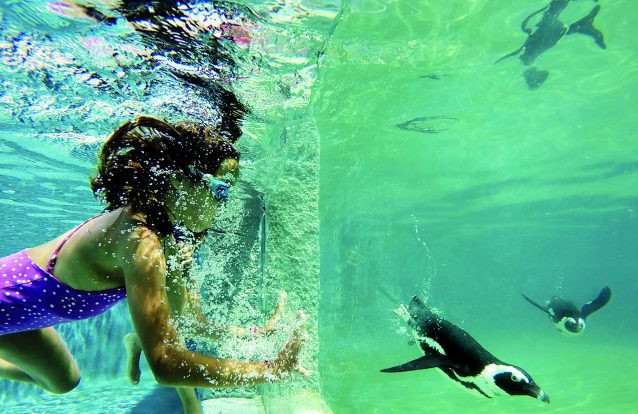 Vem nadar ao lado dos pinguins!