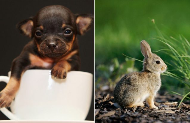 Ver imagens de cãezinhos e coelhinhos ajuda a reaceder a paixão no casamento