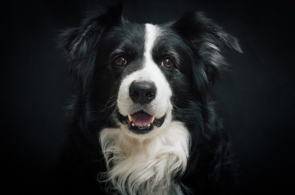 Vida de cão na China? Para este border collie, que fez o dono rico, passa por viver na sua própria mansão