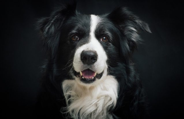 Vida de cão na China? Para este border collie, que fez o dono rico, passa por viver na sua própria mansão
