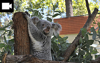 VÍDEO: Conhece a casa dos Coalas no Zoo de Lisboa