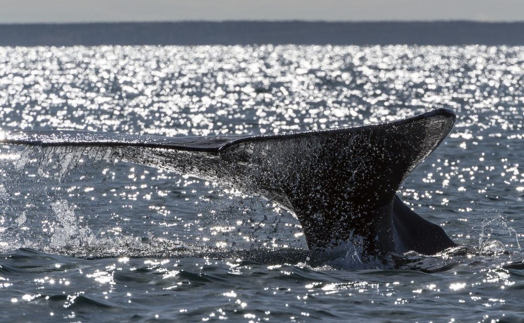Vídeo mostra grupo de orcas a caçar e matar uma baleia azul
