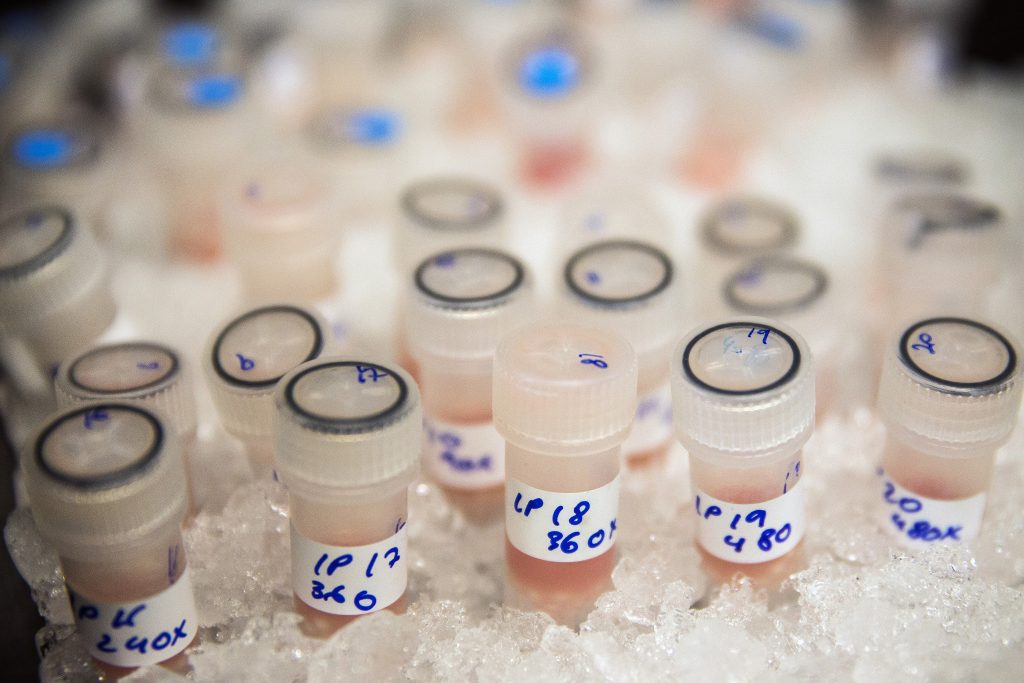 Vírus da gripe modificado com potencial para combater o agressivo cancro do pâncreas