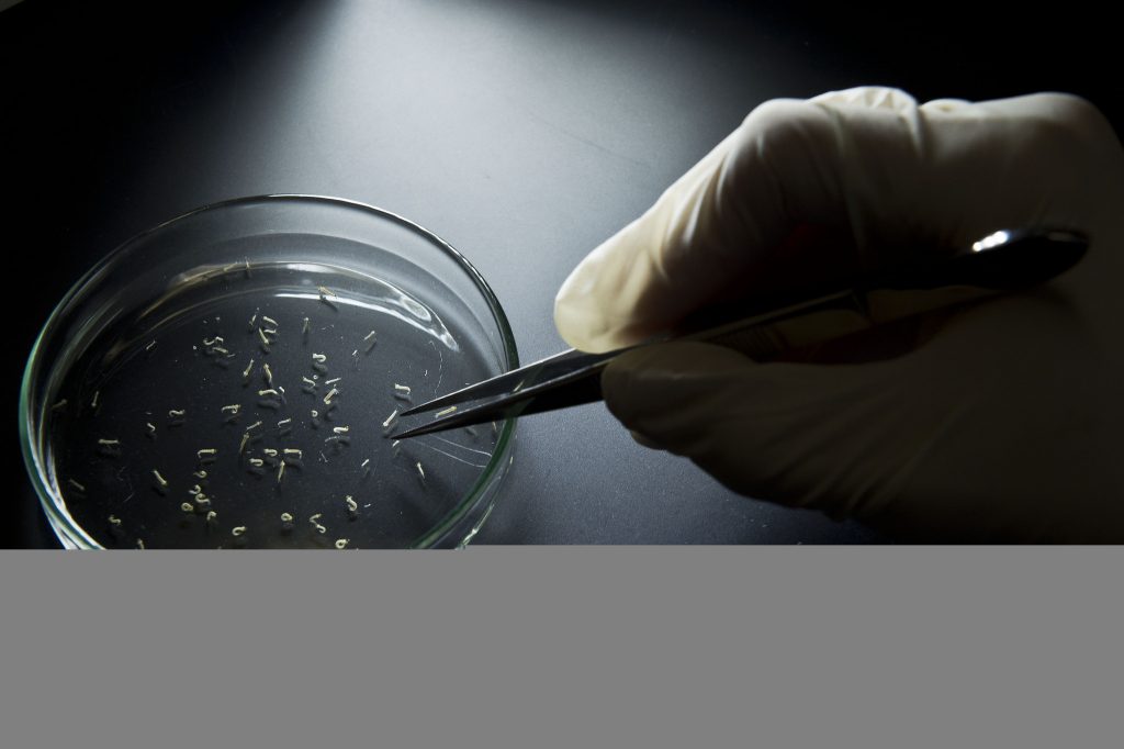 Vírus Zika eficaz contra células cancerígenas no cérebro de adultos