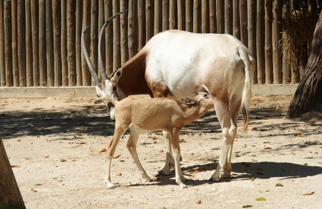 Zoo de Lisboa mostra primeiros passos de cria Órix-de-cimitarra, uma espécie extinta na Natureza há mais de 20 anos