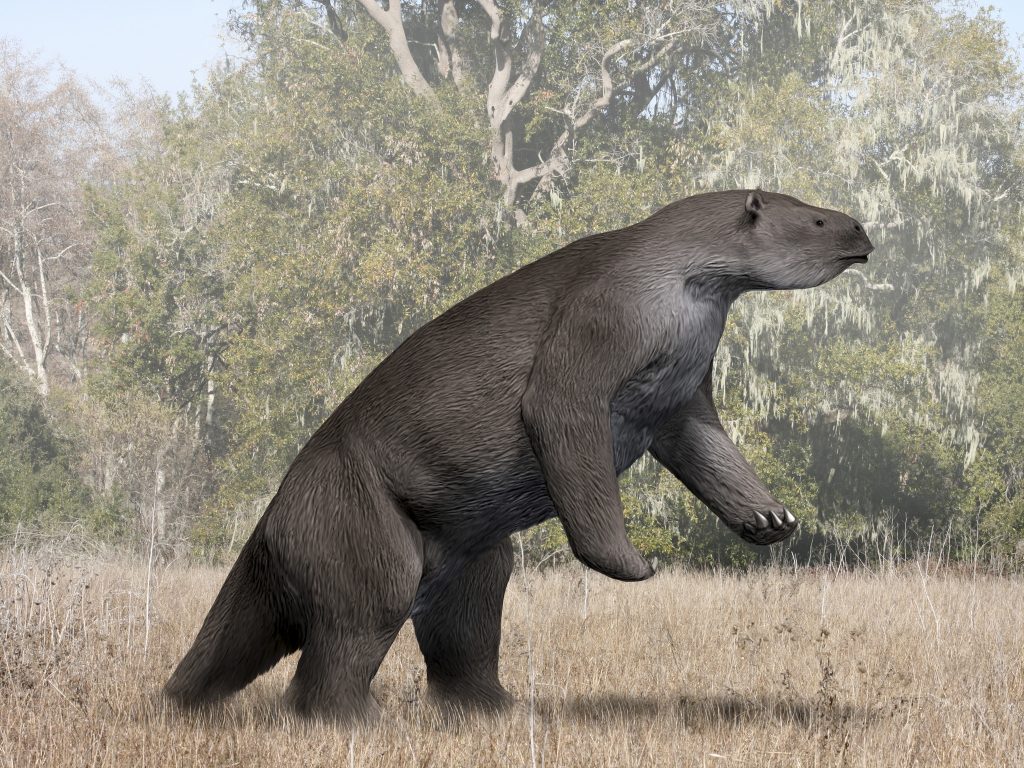 HISTÓRIA DA VIDA: Preguiça Gigante🍌 Deixe sua sorte brilhar com o bônus ...