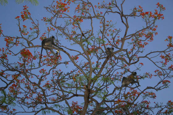 Macacos, índia 