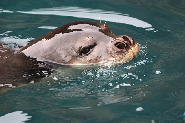 A foca-monge