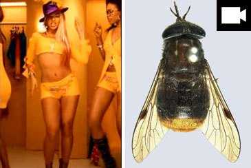 Uma mosca chamada Beyoncé 