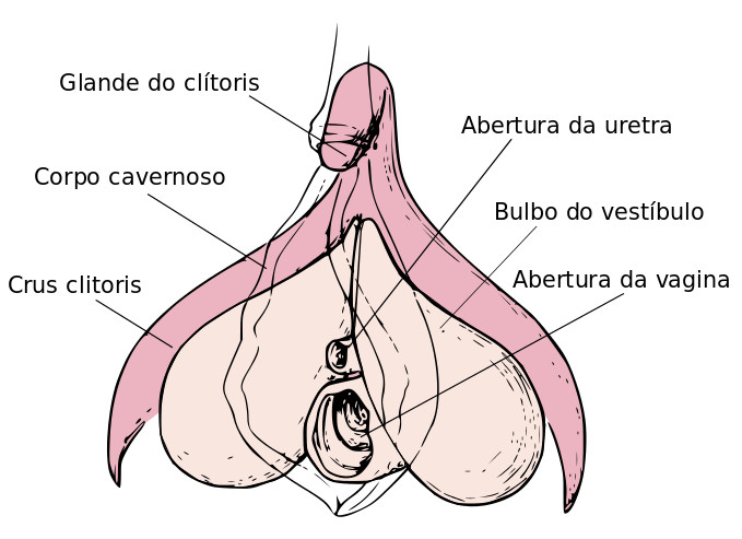 Clitoris_anatomy_labeled-pt.svg.png