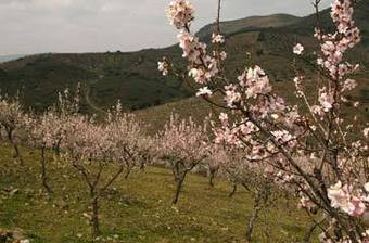 A estreia da Primavera