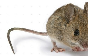 A extinção dos ratos