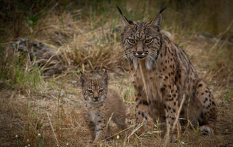 A reintrodução do lince-ibérico em Portugal