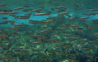 A sardinha