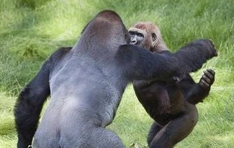 Abraço entre gorilas irmãos espanta tratadores