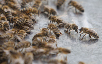 Acidente deixa 20 milhões de abelhas à solta em estrada dos EUA