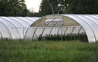 Afinal, também não é da soja e origem da bactéria continua por apurar