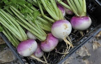 Agricultores vão doar alimentos através da internet