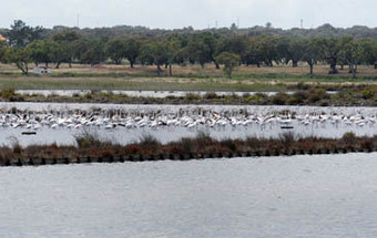 Água (salobra) é vida