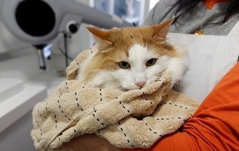 Alimentar um animal está à distância de um clique