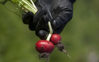 Almada dá prioridade a desempregados e reformados nas hortas sociais