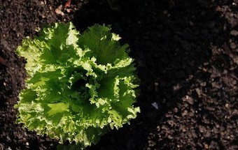 Alunos do ensino básico plantam alfaces para o Banco Alimentar