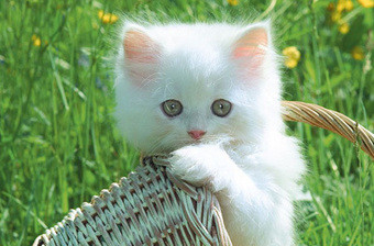 Animal de estimação