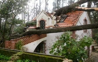 Árvores caídas no temporal de Sintra dão origem a peças de design solidárias