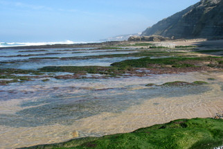 As algas do oceano...
