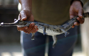 Austrália oferece crocodilo bebé ao príncipe George