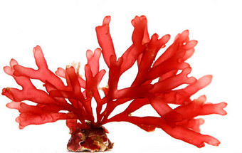 Aventura Creoula [18]: A lenda das algas 29