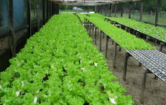 Bactéria E.coli encontrada em folhas de alface