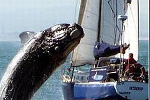 Baleia destrói iate na África do Sul