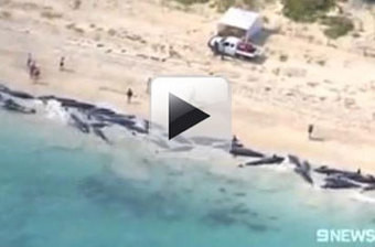 Baleias e golfinhos dão à costa (COM VÍDEO)