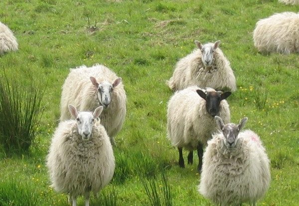 Black Sheep