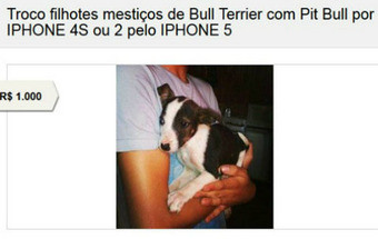 Brasileiro quer trocar cachorros por iPhone e indigna a Internet