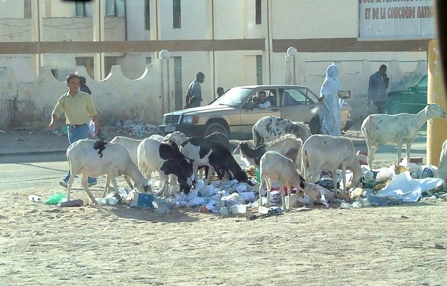 Cabras, a comerem o quê?