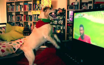 Cão festeja golo de Portugal e já é notícia lá fora