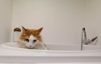 Cats'Place: Um hotel só para gatos 13