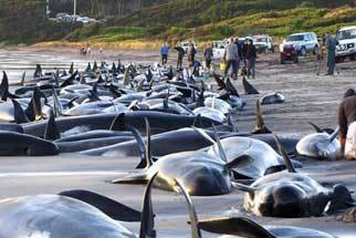 Cerca de 200 baleias encalhadas na Austrália