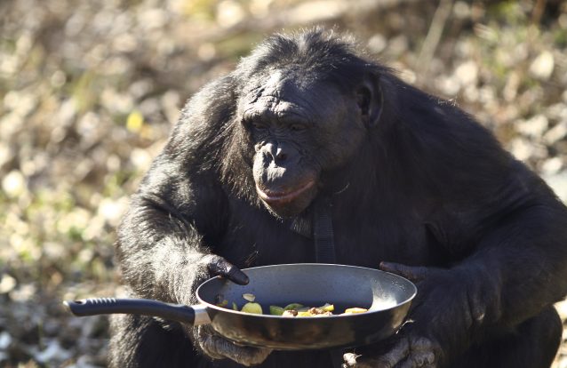 Quem é mais inteligente: uma criança ou um chimpanzé? - BBC News